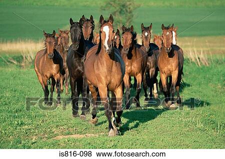 Horses running in field View Large Photo Image Stock Photo - Horses running in field. Fotosearch