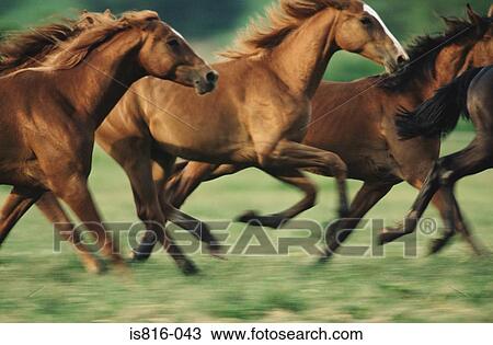 Stock Image - Horses running. Fotosearch