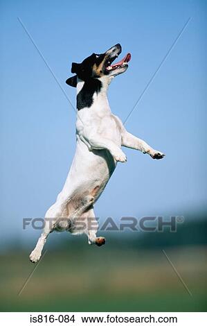 Jack russell terrier jumping View Large Photo Image Picture - Jack russell terrier jumping. Fotosearch