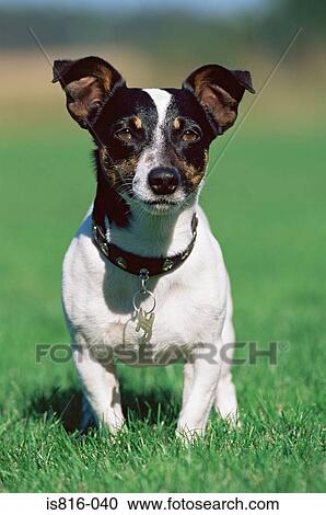 Jack russell terrier View Large Photo Image Stock Image - Jack russell terrier. Fotosearch