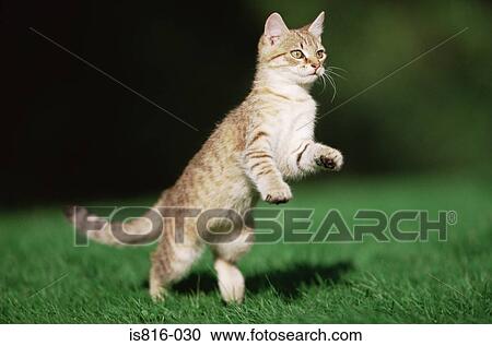 Stock Image - Jumping kitten. Fotosearch
