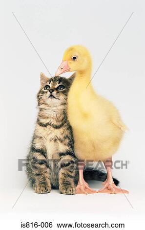 Kitten and duckling View Large Photo Image Stock Photograph - Kitten and duckling. Fotosearch