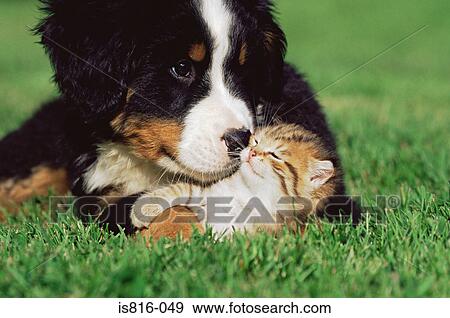 Kitten and puppy on lawn View Large Photo Image Stock Photo - Kitten and puppy on lawn. Fotosearch