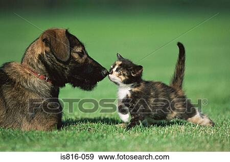 Stock Photo - Kitten and puppy on lawn. Fotosearch