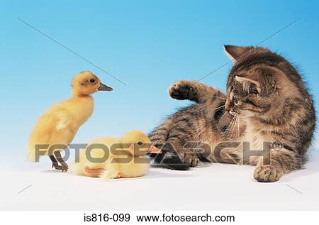 Kitten and two ducklings View Large Photo Image Stock Photo - Kitten and two ducklings. Fotosearch
