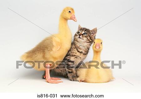Stock Image - Kitten between two ducklings. Fotosearch