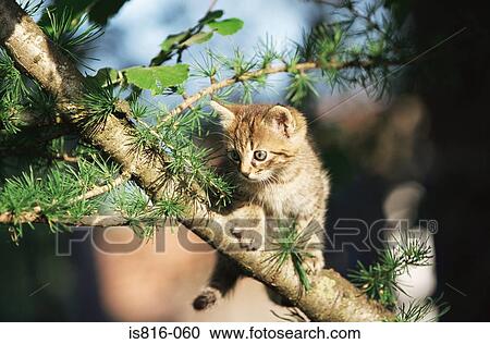 Kitten climbing a tree View Large Photo Image Stock Image - Kitten climbing a tree. Fotosearch