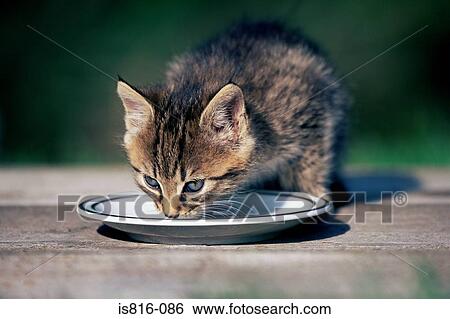 Stock Photograph - Kitten drinking milk from a saucer. Fotosearch