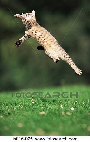 Stock Photography - Kitten jumping. Fotosearch