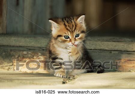 Stock Photography - Kitten licking its paw. Fotosearch