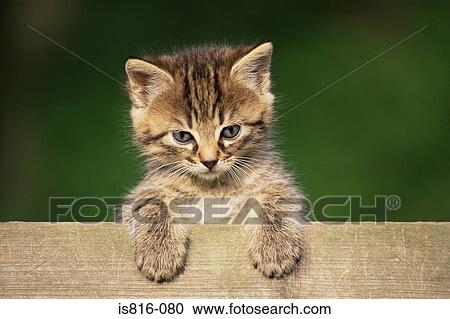 Kitten peering over fence View Large Photo Image Stock Image - Kitten peering over fence. Fotosearch