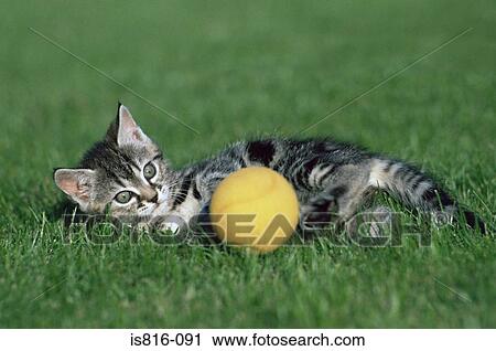 Stock Image - Kitten playing with a ball. Fotosearch