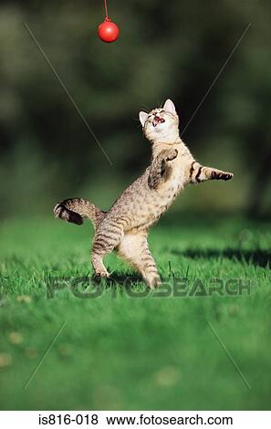Stock Photo - Kitten playing with a ball. Fotosearch
