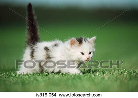 Kitten prowling View Large Photo Image Picture - Kitten prowling. Fotosearch