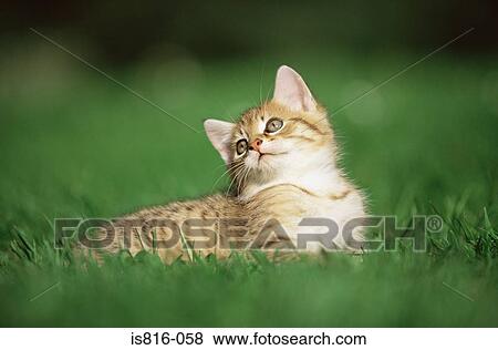 Stock Photo - Kitten resting on grass. Fotosearch