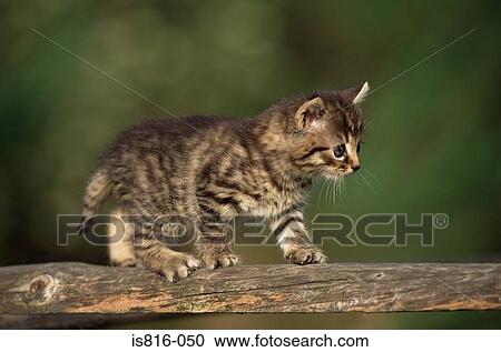 Kitten walking on a fence View Large Photo Image Stock Image - Kitten walking on a fence. Fotosearch