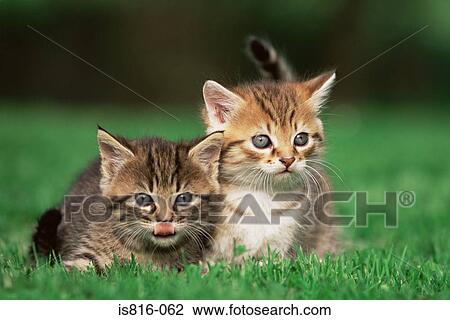 Stock Image - Kittens in a field. Fotosearch