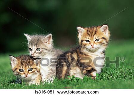 Stock Image - Kittens in a field. Fotosearch