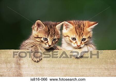 Kittens peering over fence View Large Photo Image Stock Photograph - Kittens peering over fence. Fotosearch