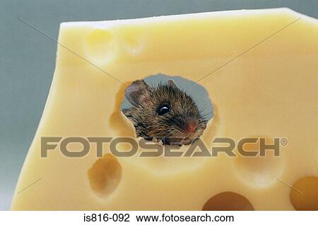 Mouse eating swiss cheese View Large Photo Image Stock Image - Mouse eating swiss cheese. Fotosearch