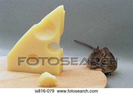 Mouse eating swiss cheese View Large Photo Image Stock Photo - Mouse eating swiss cheese. Fotosearch