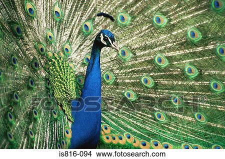 Peacock showing feathers View Large Photo Image Picture - Peacock showing feathers. Fotosearch