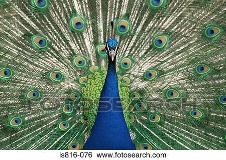 Stock Photograph - Peacock showing feathers. Fotosearch
