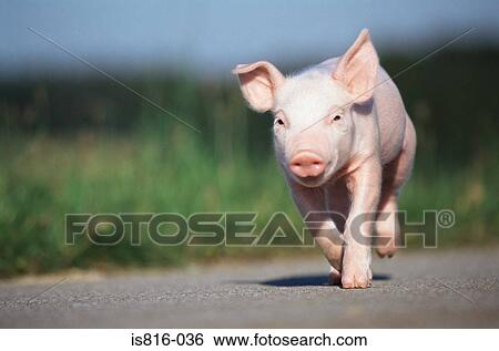 Piglet running along road View Large Photo Image Stock Photograph - Piglet running along road. Fotosearch