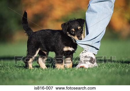 Puppy biting someones leg View Large Photo Image Stock Photo - Puppy biting someones leg. Fotosearch