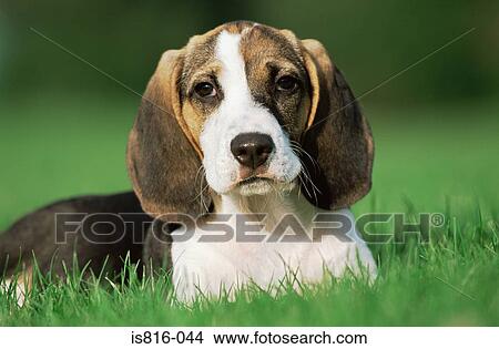Puppy resting on grass View Large Photo Image Picture - Puppy resting on grass. Fotosearch