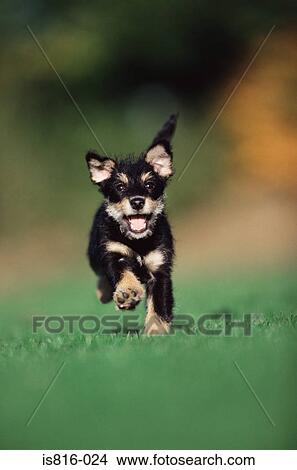 Puppy running on lawn View Large Photo Image Picture - Puppy running on lawn. Fotosearch