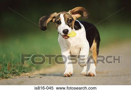 Stock Photography - Puppy running on road. Fotosearch