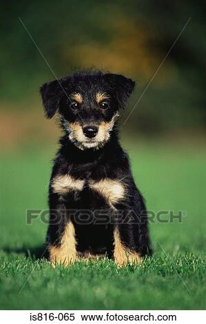Stock Photography - Puppy sitting on grass. Fotosearch
