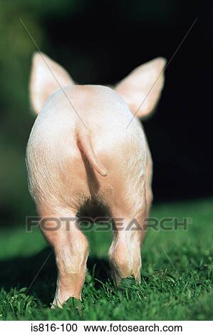Rear view of a running piglet View Large Photo Image Stock Image - Rear view of a running piglet. Fotosearch