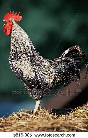 Rooster View Large Photo Image Stock Photography - Rooster. Fotosearch