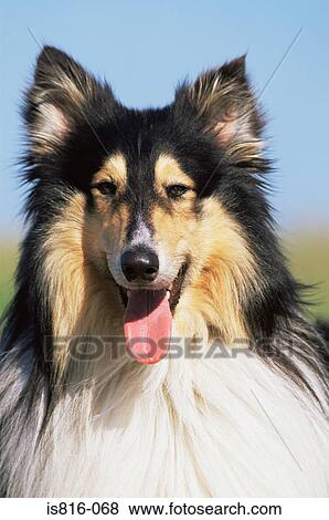Rough collie View Large Photo Image Stock Photo - Rough collie. Fotosearch