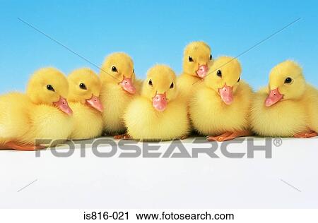 Stock Image - Row of ducklings. Fotosearch