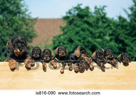 Stock Image - Row of puppies on a fence. Fotosearch