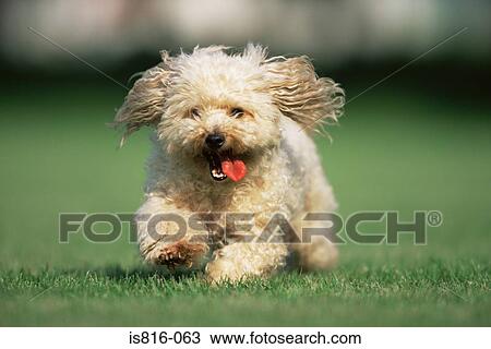 Stock Image - Running terrier. Fotosearch