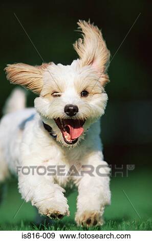 Running terrier View Large Photo Image Stock Photo - Running terrier. Fotosearch