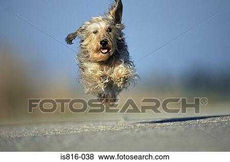 Running terrier View Large Photo Image Stock Photo - Running terrier. Fotosearch