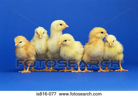 Six chicks View Large Photo Image Stock Photo - Six chicks. Fotosearch