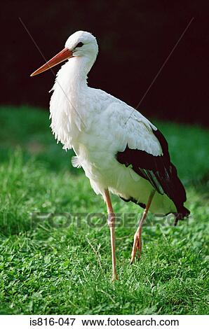 Stork View Large Photo Image Stock Photo - Stork. Fotosearch