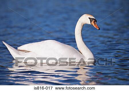 Stock Photo - Swan on a lake. Fotosearch