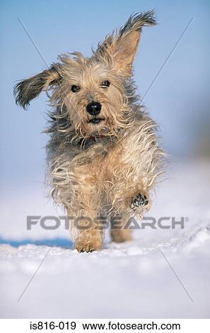 Stock Photo - Terrier running in the snow. Fotosearch