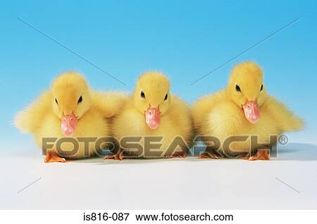 Three ducklings View Large Photo Image Stock Photo - Three ducklings. Fotosearch