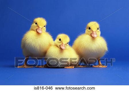 Three ducklings View Large Photo Image Stock Photograph - Three ducklings. Fotosearch