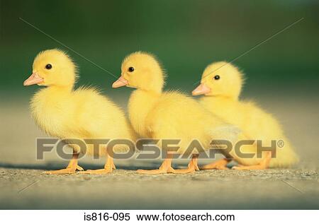 Three ducklings View Large Photo Image Stock Photography - Three ducklings. Fotosearch