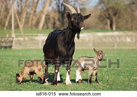 Stock Photography - Three goats in field. Fotosearch