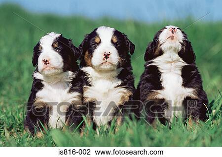 Three puppies in a row View Large Photo Image Stock Image - Three puppies in a row. Fotosearch
